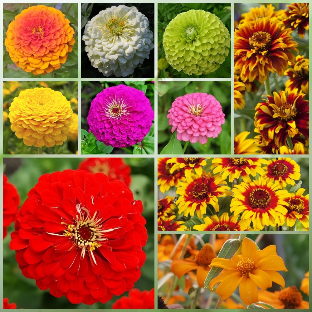 Wildflower Seeds - Highway Hillside Greening Mix Includes Cosmos, Zinnia, Calendula, etc. - Verdseeds